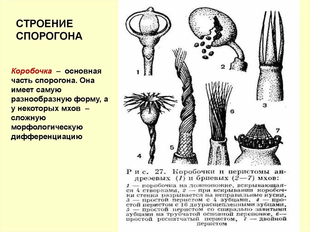 Спорогон сфагнума. Строение коробочки спорогона мхов. Строение коробочки. Строение спорогона.