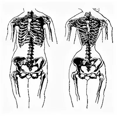 Женский и мужской скелет. Ребра женского и мужского скелета. Строение ребер мужчины и женщины. Скелет мужчины и женщины ребра различия.