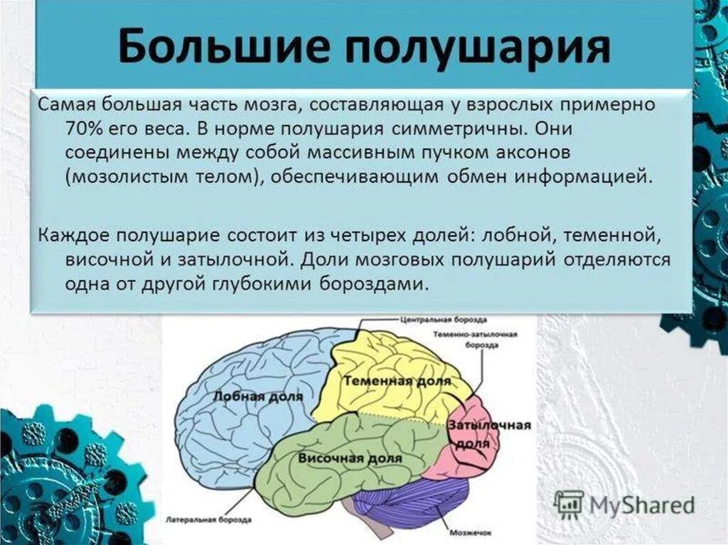 Каковы основные функции мозга