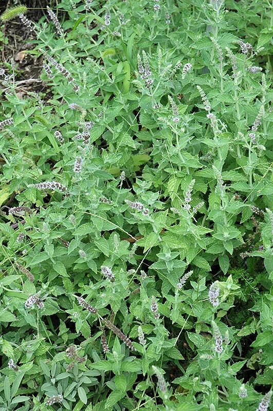 Пеннироял. Мята Болотная Пеннироял. Mentha pulegium. Mentha Bloom. Мята Пулегиум фото.