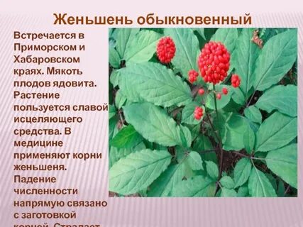 Красная книга приморских растений