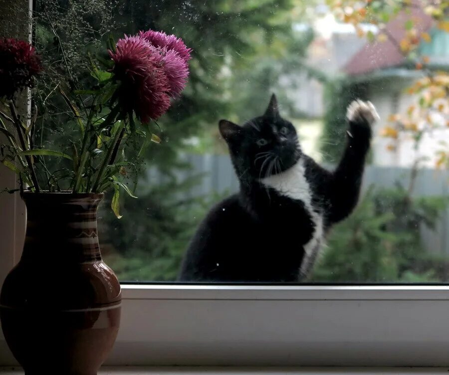 Песня за окно май май. За окном май. За окошком май. Май за окном картинки. Майский кот на окне Эстетика.