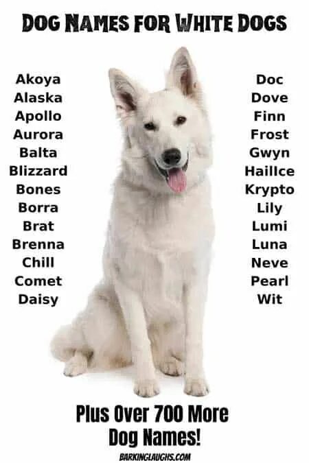 Dogs s names are. Клички для собак. Красивые собачьи имена. Самые крутые клички для собак. Необычные имена для собак.