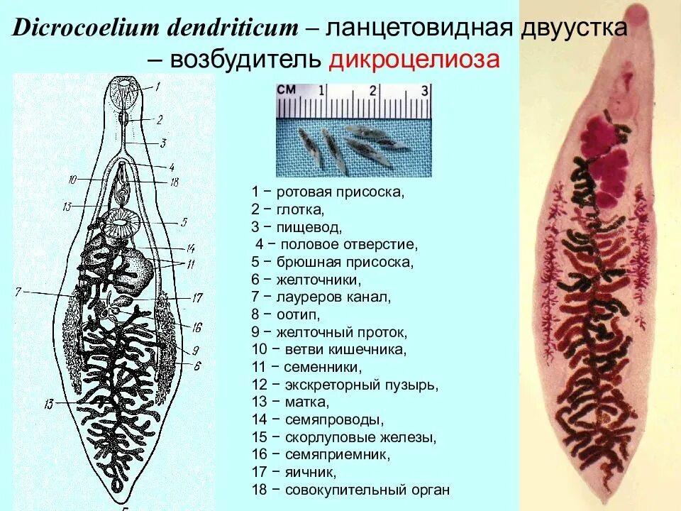 Кошачья двуустка и печеночный сосальщик. Легочный сосальщик морфология. Классификация плоских червей на латыни. Кошачий сосальщик строение. Сосальщики черви представители.
