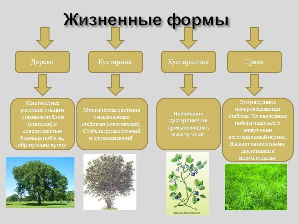 Названия жизненных форм растений