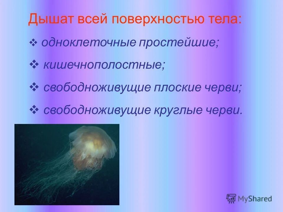 какие животные дышат всей поверхностью тела. дыхание животных и человека презен. таксис у одноклеточных. типы дыхания у животных.