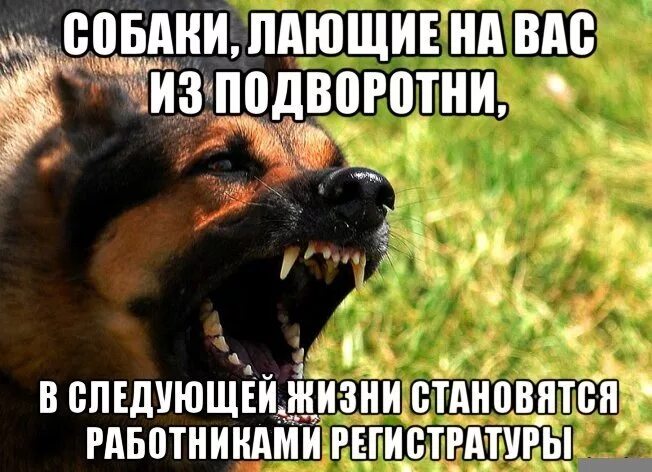 Достала собака лаем. Шавка гавкает. собака лает ветер дует. собака лает прикол. собака смешно гавкает.
