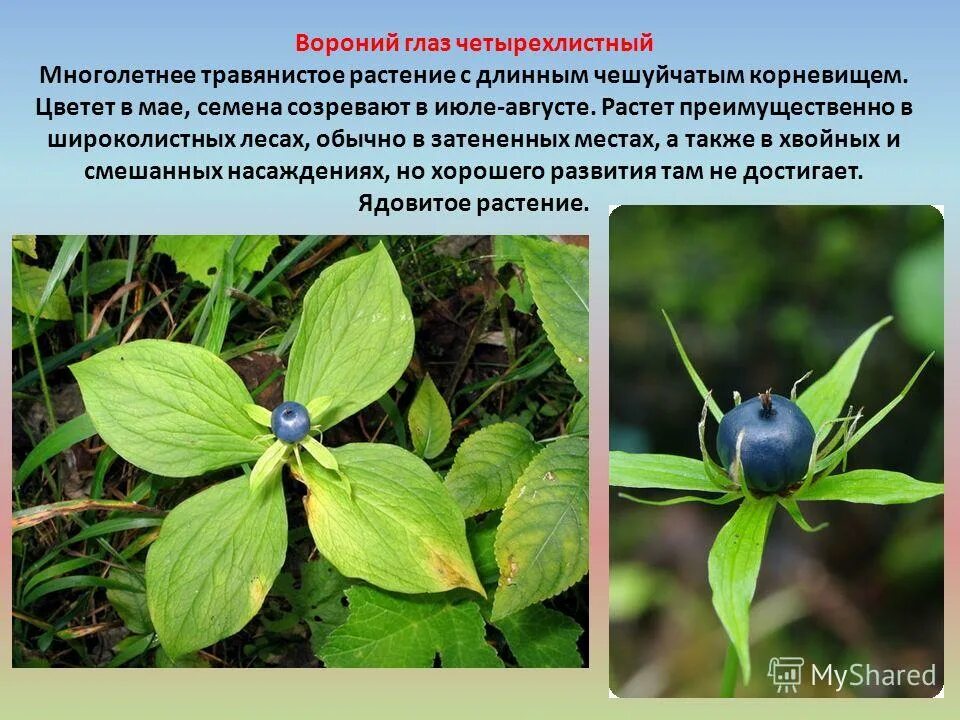 Растение леса 2 класс окружающий мир. Растения которые растут в лесу. Травянистые растения в лесу названия. Травянистые растения леса 2 класс. Кислица тенелюбивое растение.