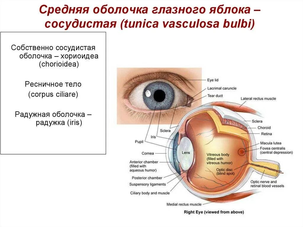 Плотная наружная оболочка глаза называется. Собственно сосудистая оболочка глазного яблока. Средняя оболочка глазного яблока. Сосудистая оболочка глаза вид спереди. Средняя оболочка глаза анатомия.