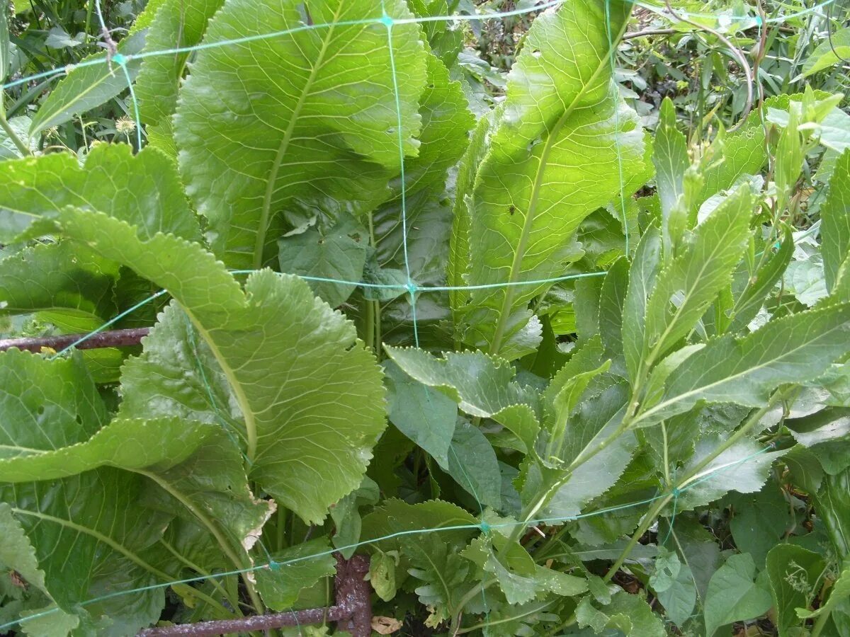 Russian plants. Листья хрена. Сорняк похожий на листья хрена. Хрен растение. Растения похожие на хрен листьями.