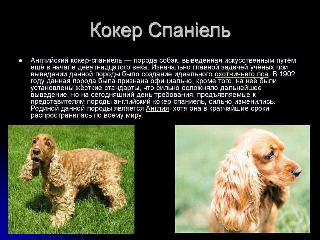 Кокер спаниель описание породы. Порода русский охотничий спаниель. Кокер-спаниель. Спаниель характер. Охотничьи собаки породы кокер спаниель.