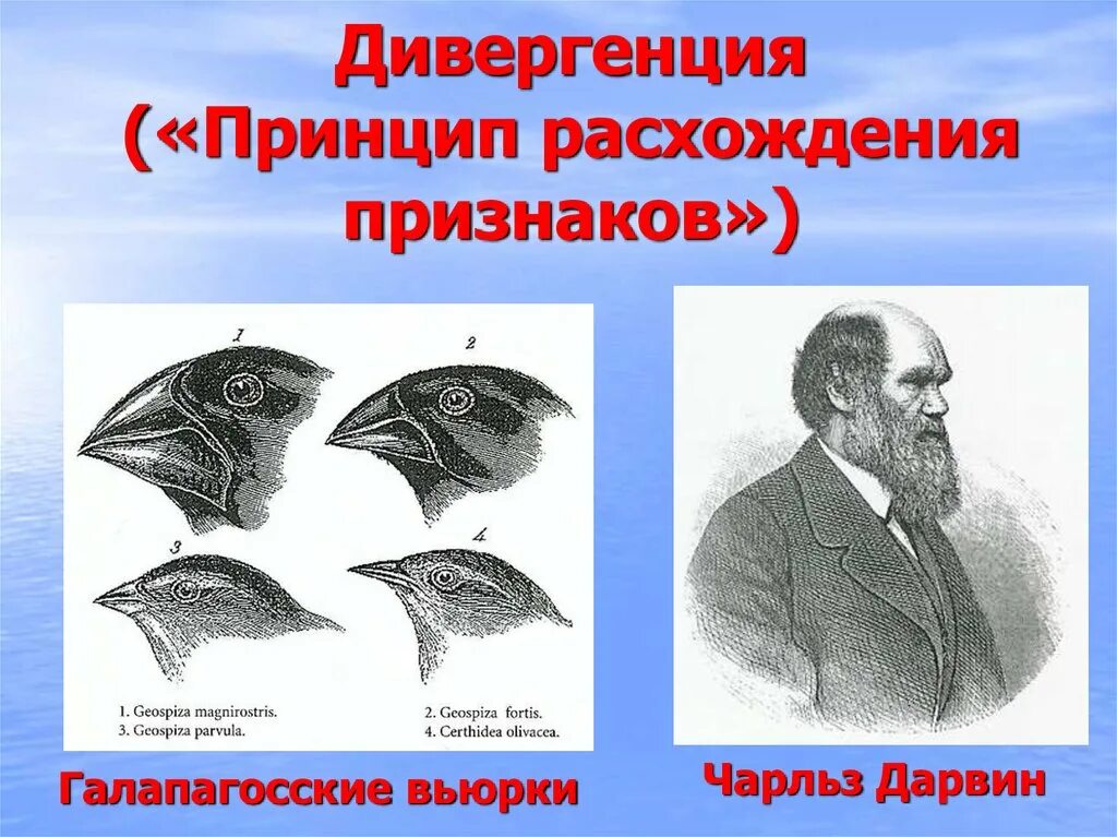 Образование видов по дарвину. Вьюрки чарльз дарвин. дивергенция дарвин. галапагосские вьюрки форма естественного отбора. дивергентное видообразование.