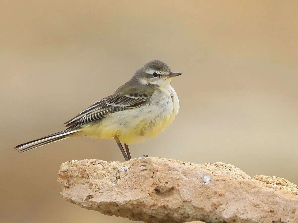 Citrine Wagtail (Motacilla citreola). Birds of Siberia.