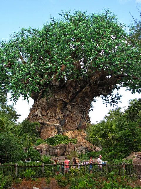 Какое дерево называют деревом жизни. Дерево жизни Диснейленд. Самое толстое дерево в мире Туле. Самое большое дерево в Мексике. Дерево жизни фото.