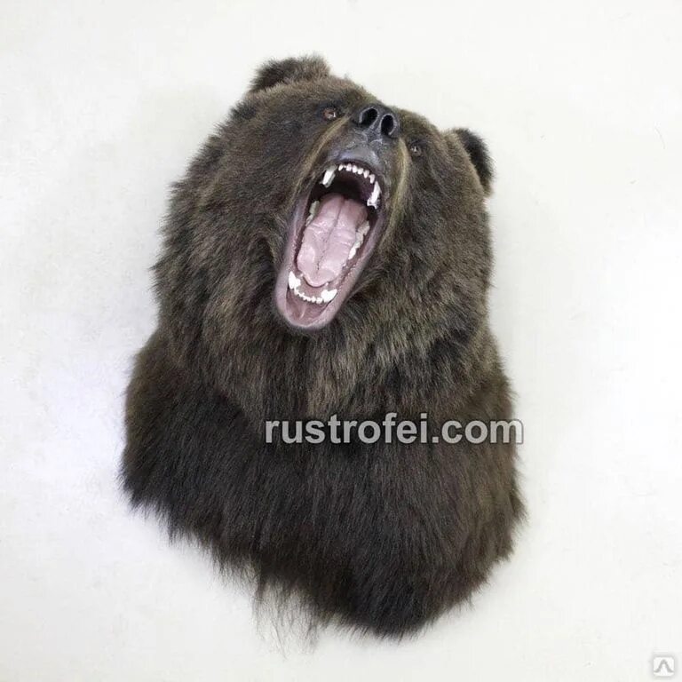 Какая голова у медведя. Голова медведя трофей. Чучело головы медведя. Чучело медведя на стену. Капюшон голова медведя.