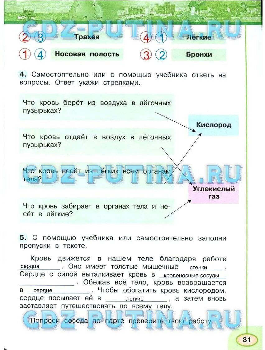 Окружающий мир страница 31 номер 5. Окружающий мир 3 класс Плешаков Новицкая вторая часть. Окружающий мир 3 класс рабочая тетрадь Плешаков Новицкая 2 часть стр 31. Самостоятельная по окружающему миру 3 класс 2 часть Плешаков Новицкая. Окружающий мир 3 класс рабочая тетрадь стр 31.