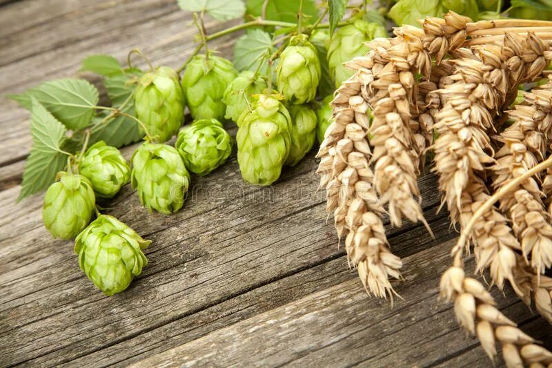 Хмель zl001. Пять старославянских слов. Старословянски еслова. Солод старославянское слово. Старорусские имена на старорусском языке.