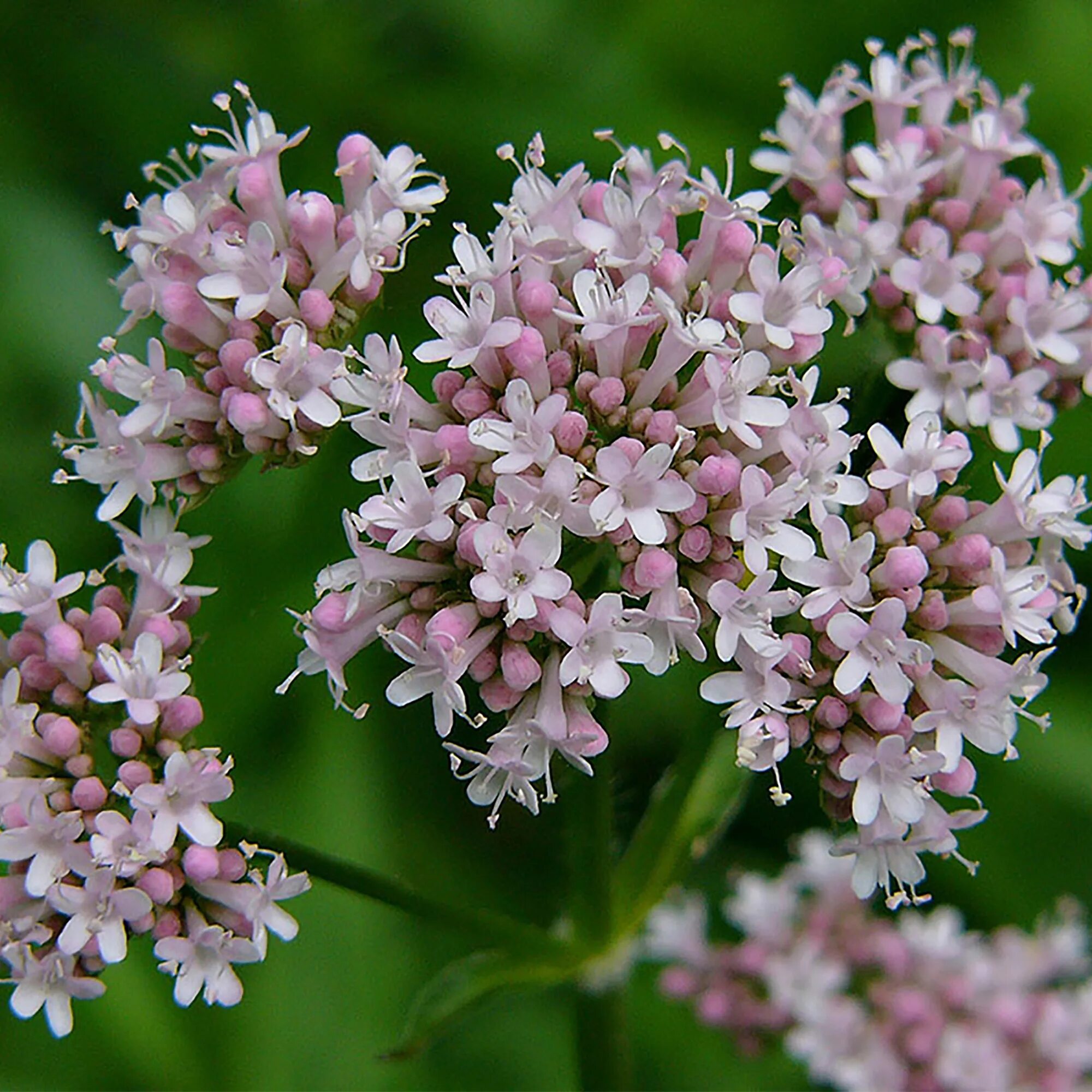 Валериана лекарственная / valeriána officinális. Валериана. Валериана лекарственная (valeriana officinalis). Валериана двудомная. Валериана двудомная.