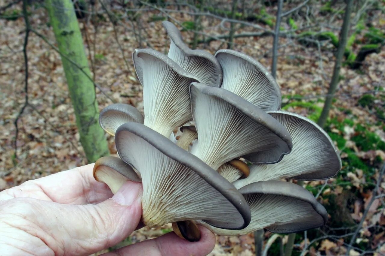 Вешенка часов. Вешенка обыкновенная (Pleurotus ostreatus). Вешенка Pleurotus ostreatus. Вёшенка обыкновенная грибы. Вёшенка обыкновенная / Pleurotus ostreatus.