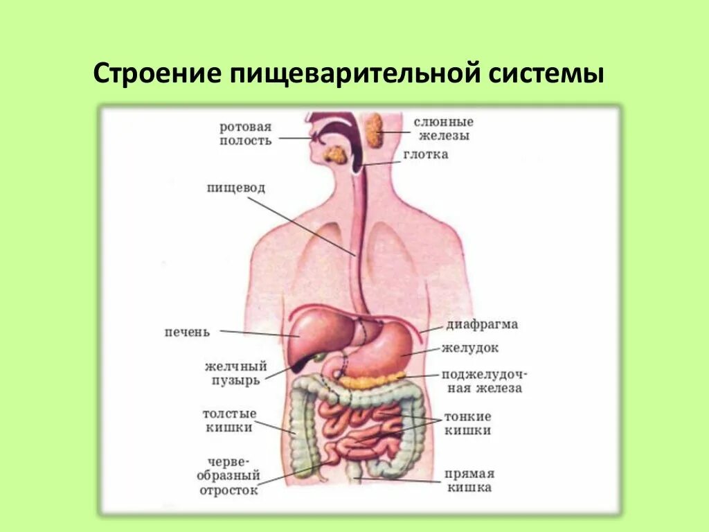 Строение человека система органов. Внутреннее строение пищеварительной системы. Крупные железы пищеварительного тракта. Пищеварительная система пищевод анатомия. Желудок на схеме пищеварительной системы человека.