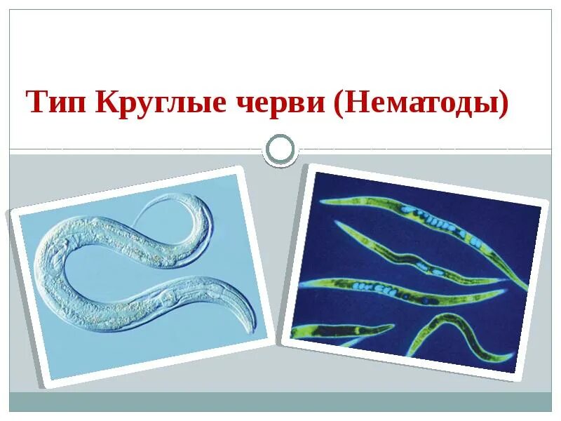 Круглые черви виды животных. Тип круглые черви или нематоды. круглые черви класс нематоды. класс нематоды представители. типы круглых червей нематоды.