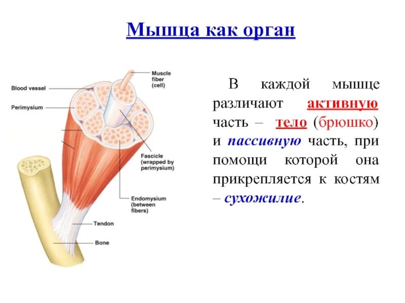 Строение мышцы как органа. Мышца как орган. Мышца как орган строение мышцы. Схема строения мышцы как органа.