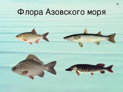 Рыба большая азовское море