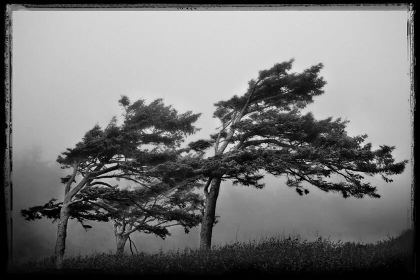 Дерево сильная буря. Сильный ветер в лесу. Дерево на ветру. Ветер в соснах. Верхушки сосен.