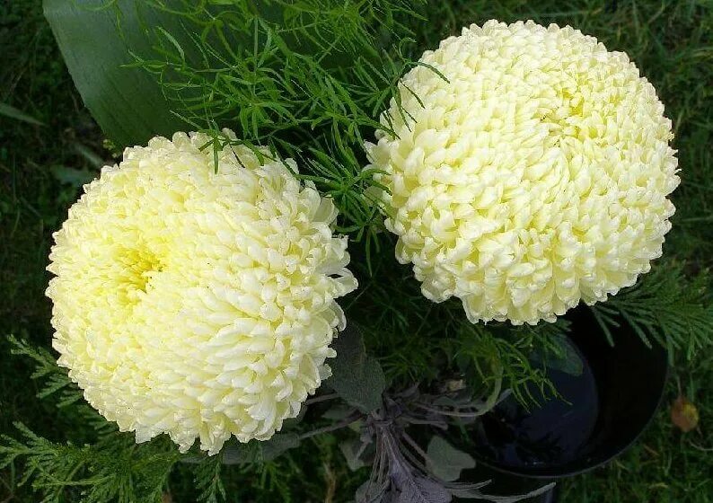 Хризантемы шарики. Хризантема шаровидная Chrysanthemum. Хризантема шаровидная белая. Мультифидная Хризантема. Дубки шаровидные хризантемы.