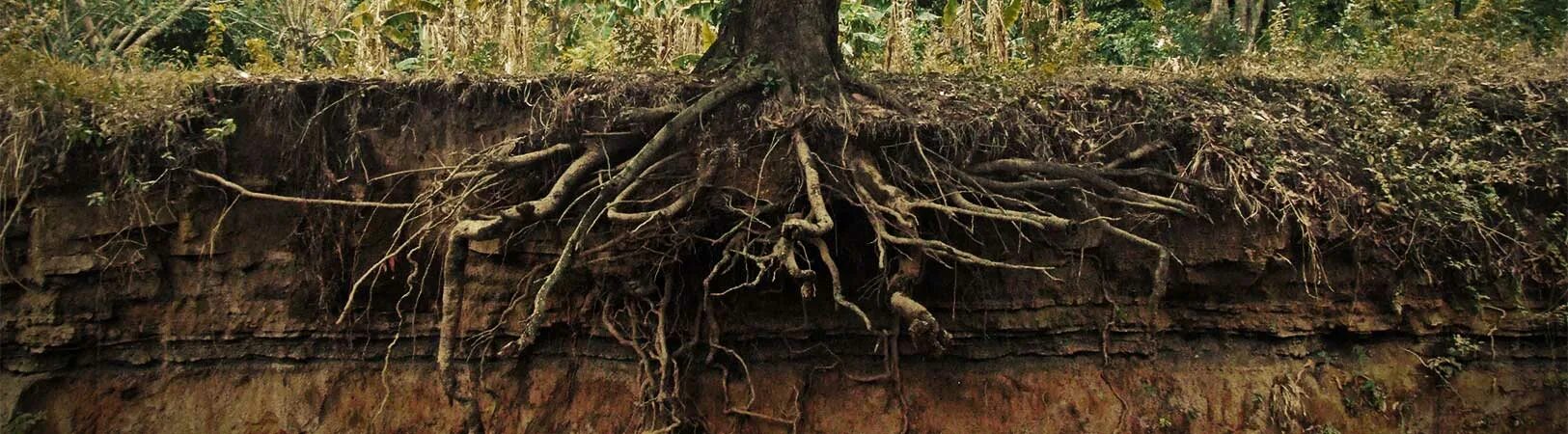 Самые глубокие корни. Корни под землей. Дерево с почвой. Корни дерева в земле. Корни в почве.