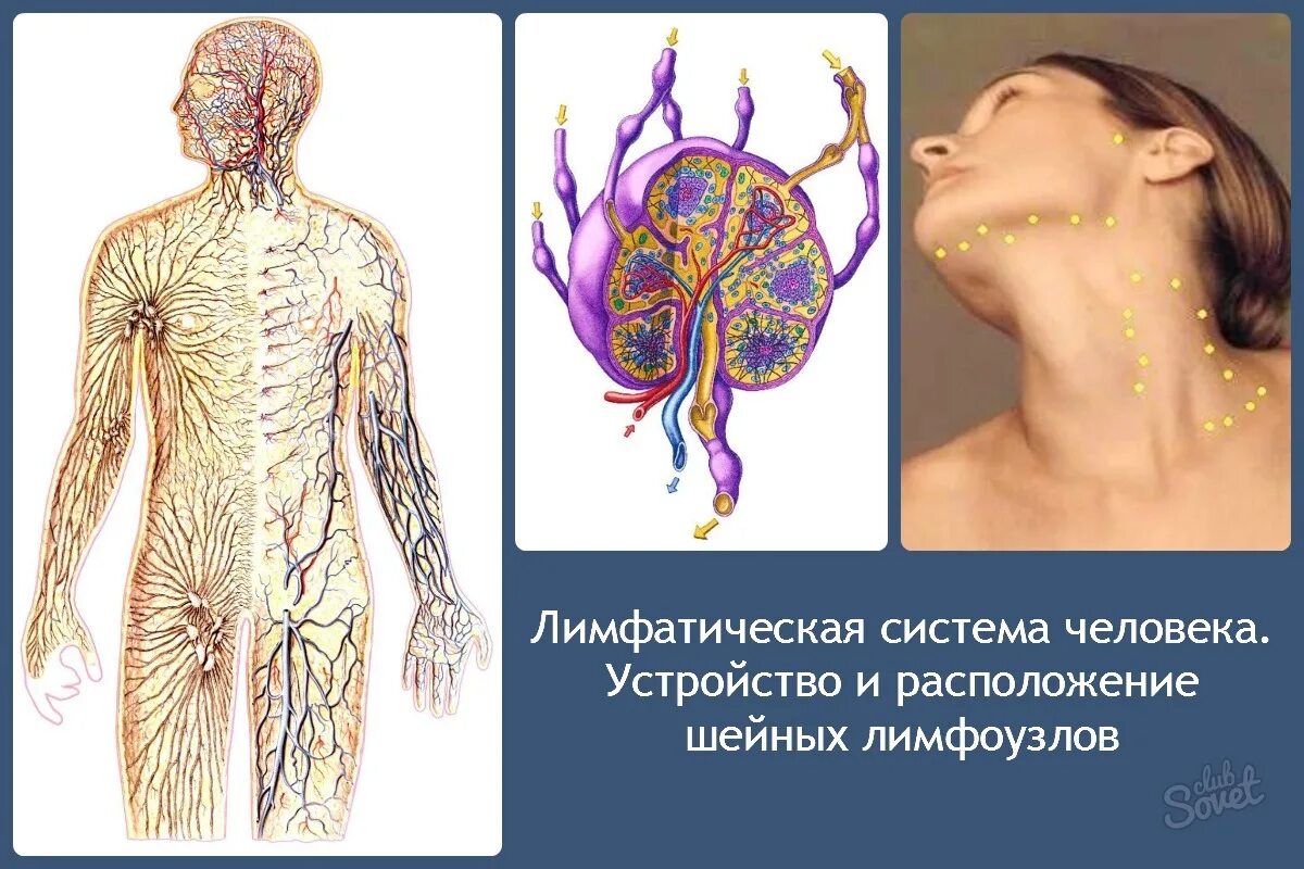 Система лимфоузлов человека. Лимфа и лимфоузлы. Схема лимфоузлов человека. Лимфатическая система узлы. Где у женщины расположены лимфоузлы