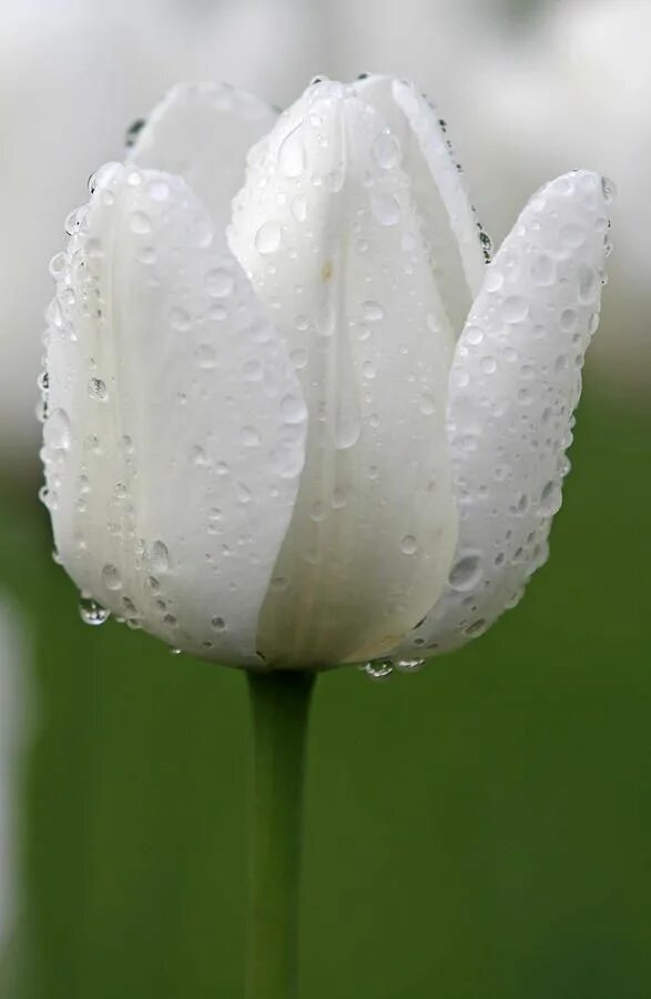 White tulip
