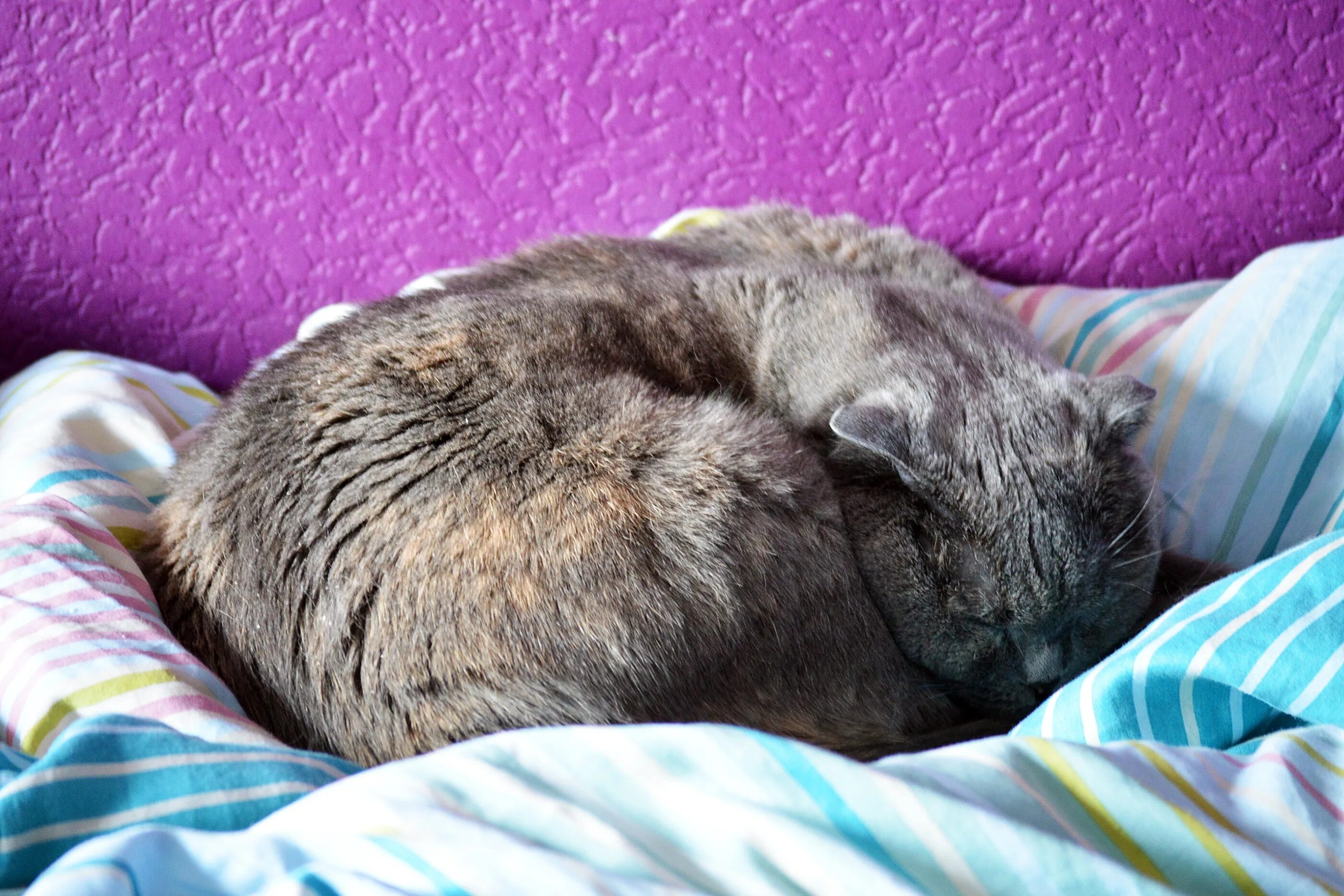 Спящий серый кот. Кот дрыхнет. спящий котенок. кошка серая.