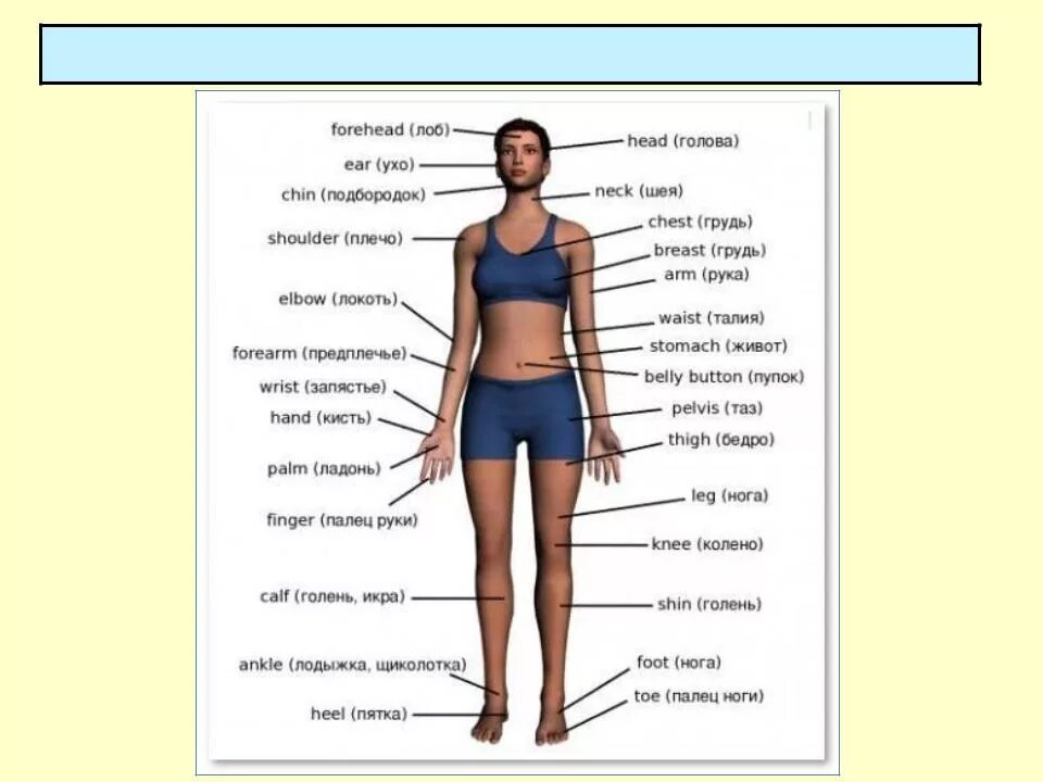 Где находится голень у человека впр. Анатомия название частей тела. Части тела человека 4 класс окружающий мир таблица. Анатомия тела человека тело названия частей. Части тела женщины названия.