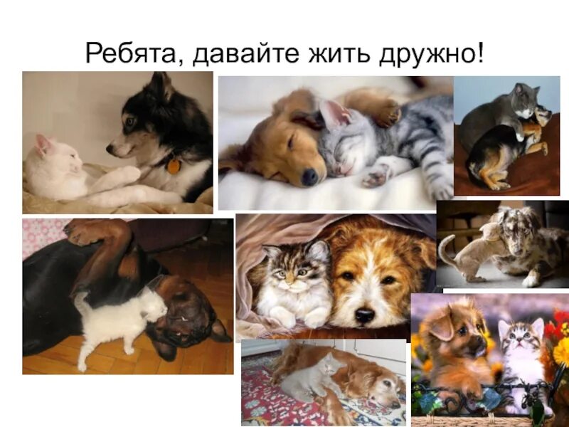 Про кошек и собак презентация окружающий. Окружающий мир про кошек и собак. Проект кошки и собаки 1 класс. Про кошек и собак мир вокруг нас 2 класс. Презентация на тему общее кошек и собак.