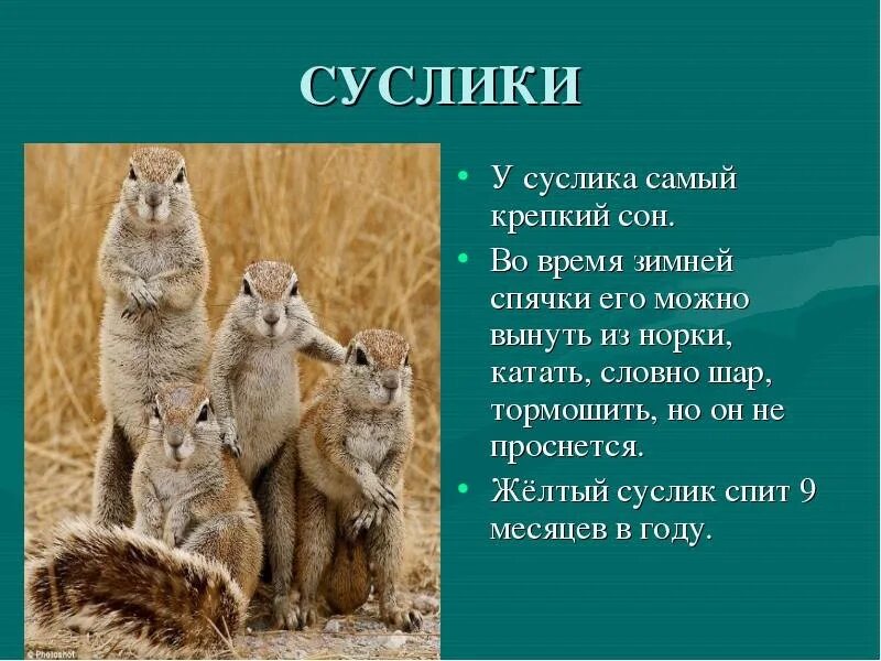 Степные животные сообщение 4 класс