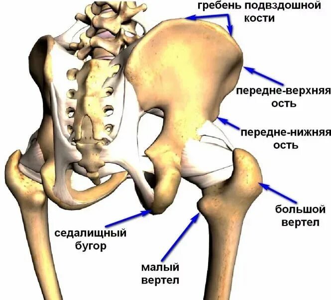 Подвздошная кость находится. Скелет тазобедренный сустав анатомия. Тазобедренный сустав седалищная кость. Крестцово подвздошный сустав анатомия строение. Кости таза анатомия подвздошная кость.