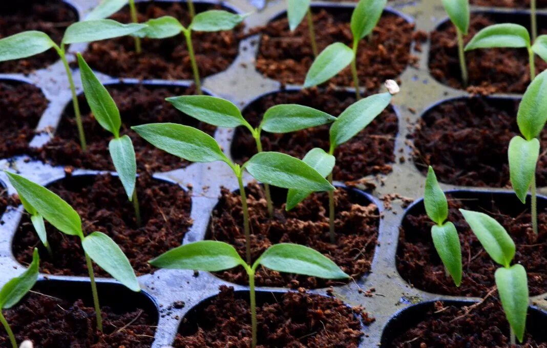 Выращивание рассады перца сладкого. Всход семян перца. Seedling «рассада». Перец Джемини рассада. Красивая рассада перца.