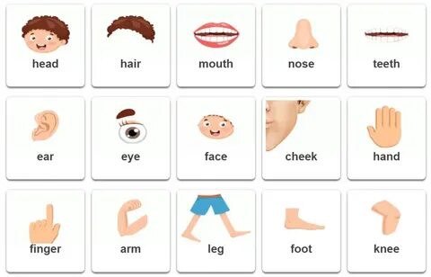 Parts of body vocabulary