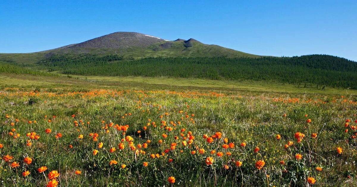 Байкало ленский заповедник животные. Байкало-Ленский заповедник. Байкало Ленинский заповедник. Байкало-Ленский заповедник животный мир.