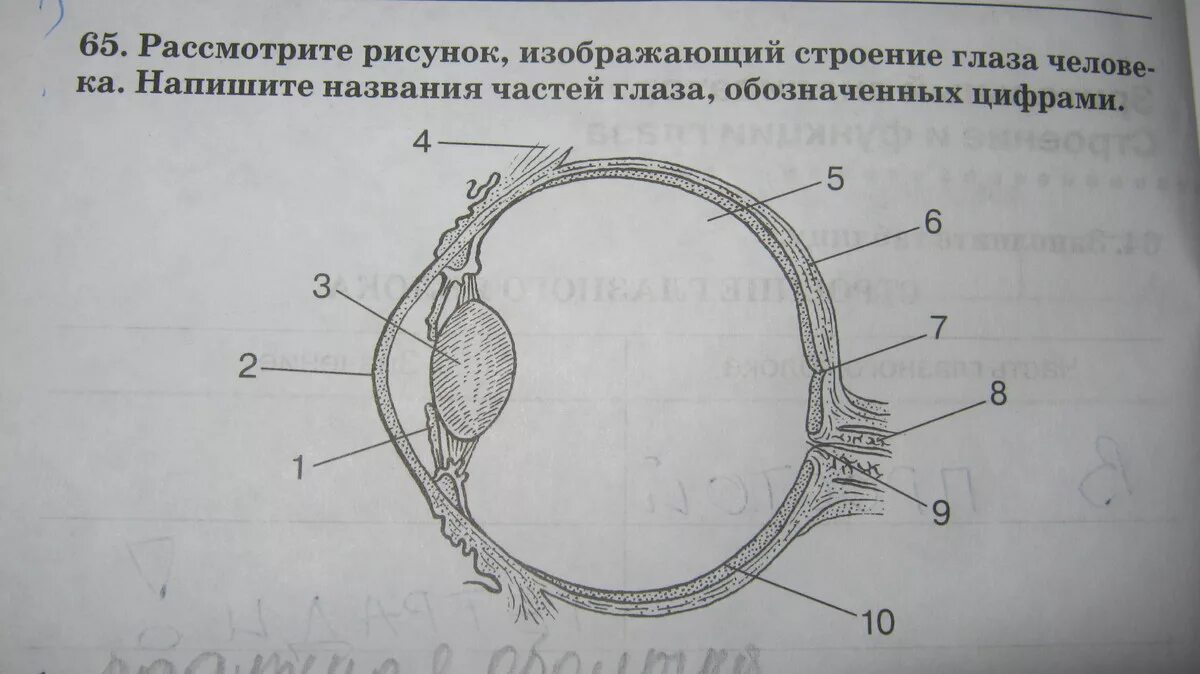 Тест по биологии глаз. Биология зрительный анализатор строение и функции глаза. Строение анализатора глаза. Зрительный анализатор строение анатомия. Глазной анализатор строение и функции.