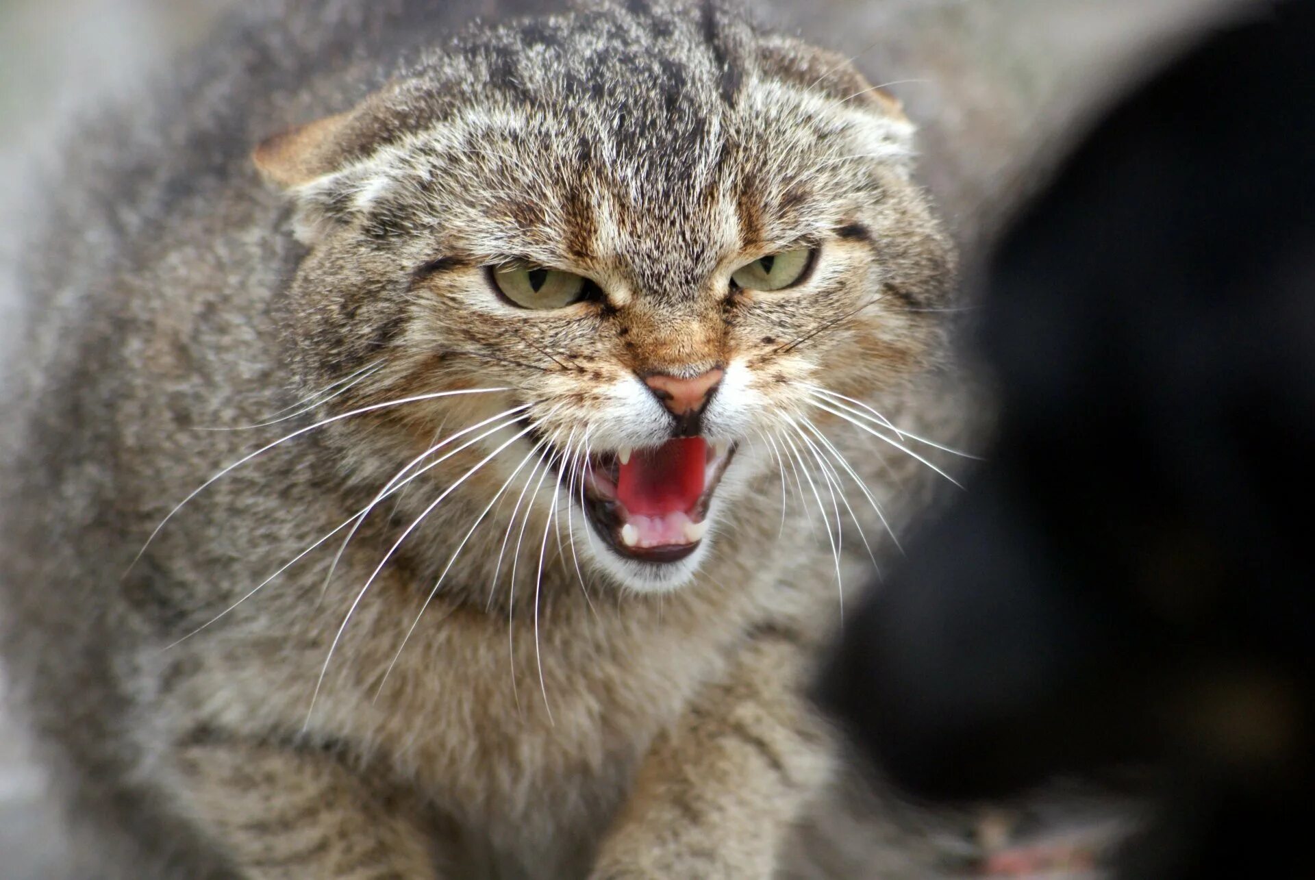 Злобный кот. Злой кот. Злая кошка. Кот шипит. Кот злится.