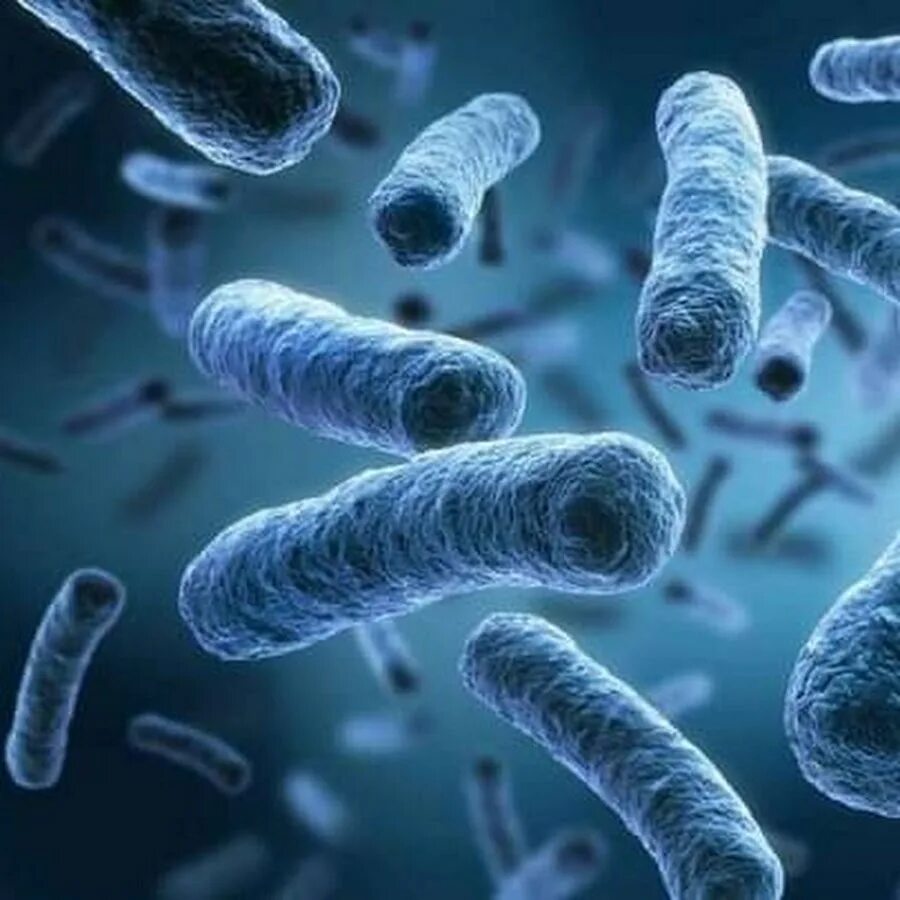 Бактерия Pseudomonas aeruginosa. Синегнойная палочка микрофотография. Синегнойная палочка суперинфекция. Синегнойная палочка Псевдомония. Синегнойная палочка возбудитель