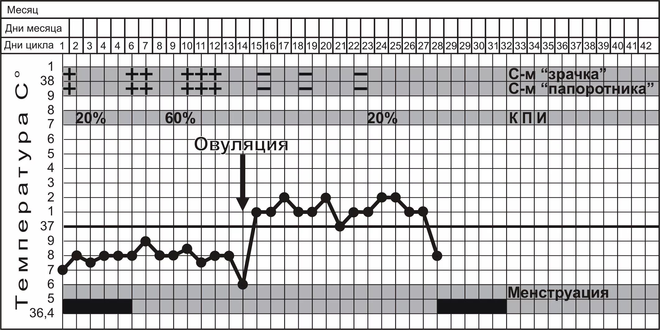 Графики измерения базальной температуры. Двухфазный график базальной температуры. Базальная температура менструационного цикла. Тест базальной температуры. Как определить базальную температуру