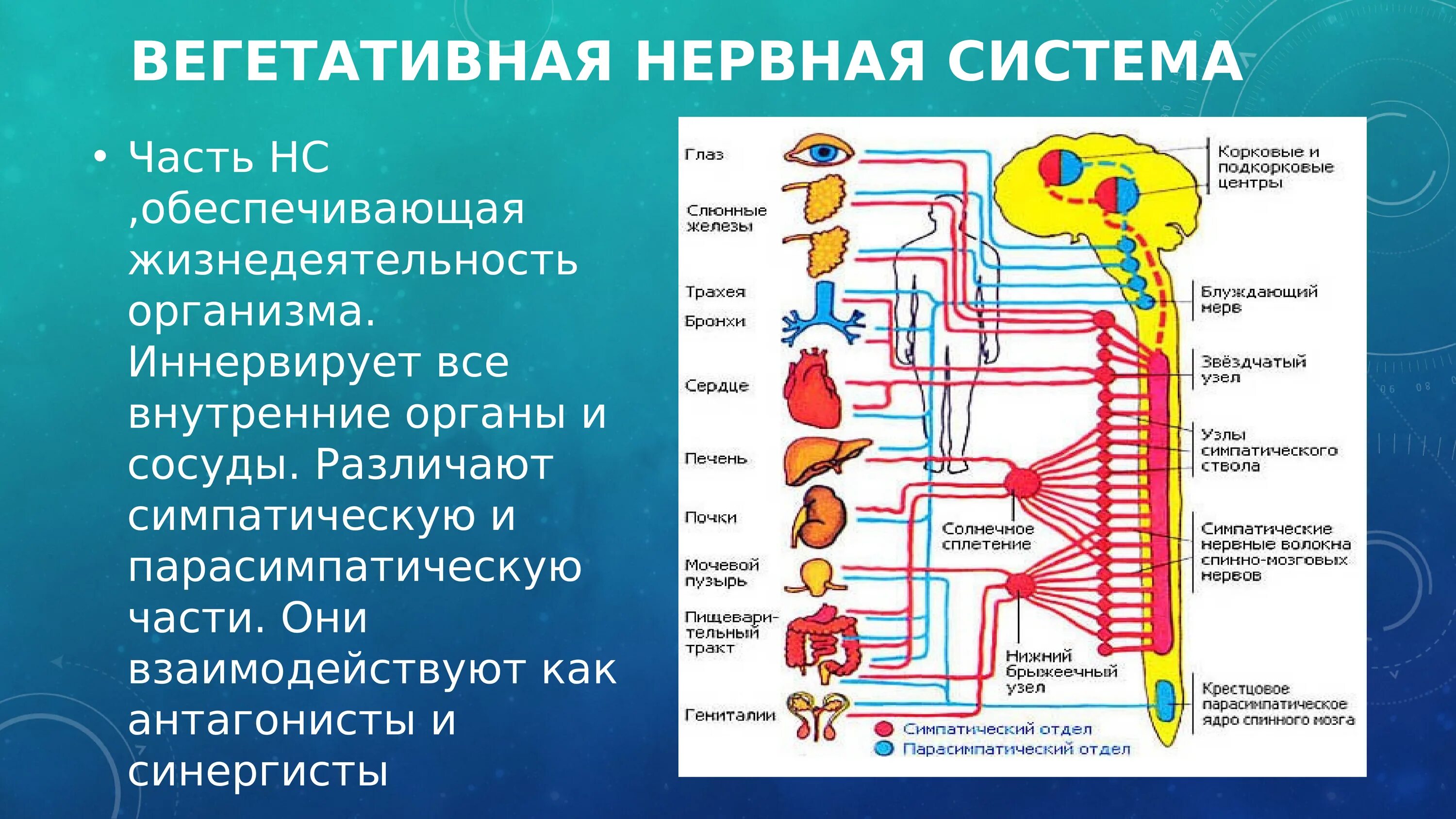 Работа симпатического нерва. Парасимпатический отдел вегетативной системы. Назовите центры ядра вегетативной нервной системы. Центры парасимпатического отдела вегетативной нервной системы. Центральный отдел вегетативной симпатической нервной системы.