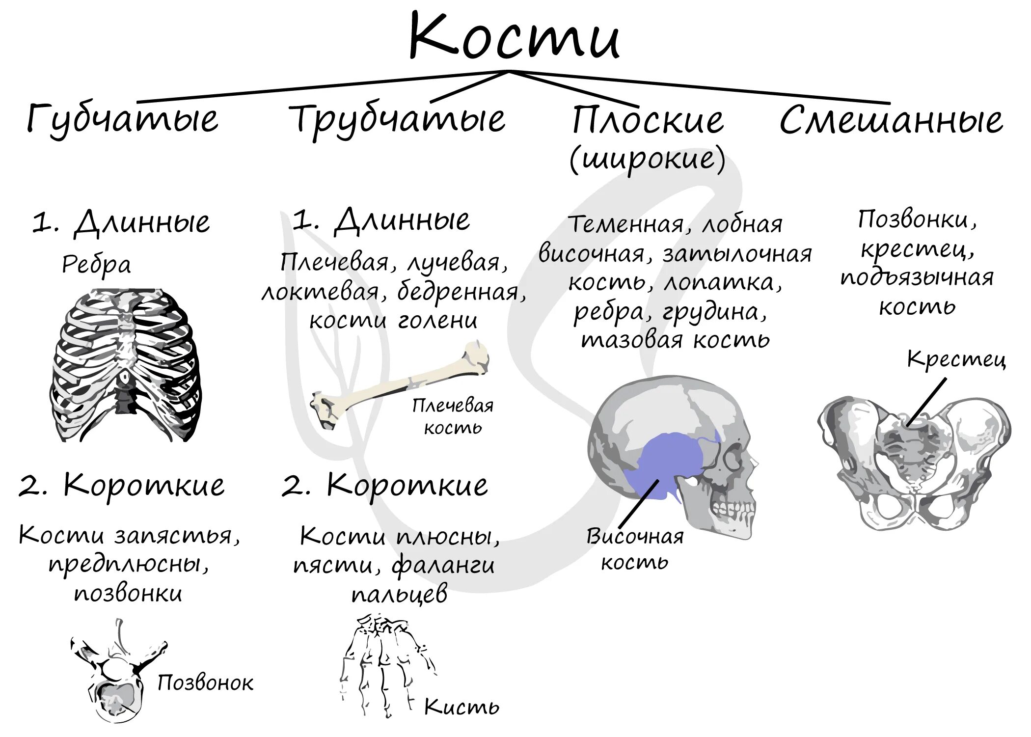 Трубчатые и губчатые кости. Классификация костей трубчатые губчатые. Виды и формы костей. Губчатые кости трубчатые кости человека. Кости трубчатые губчатые плоские смешанные.