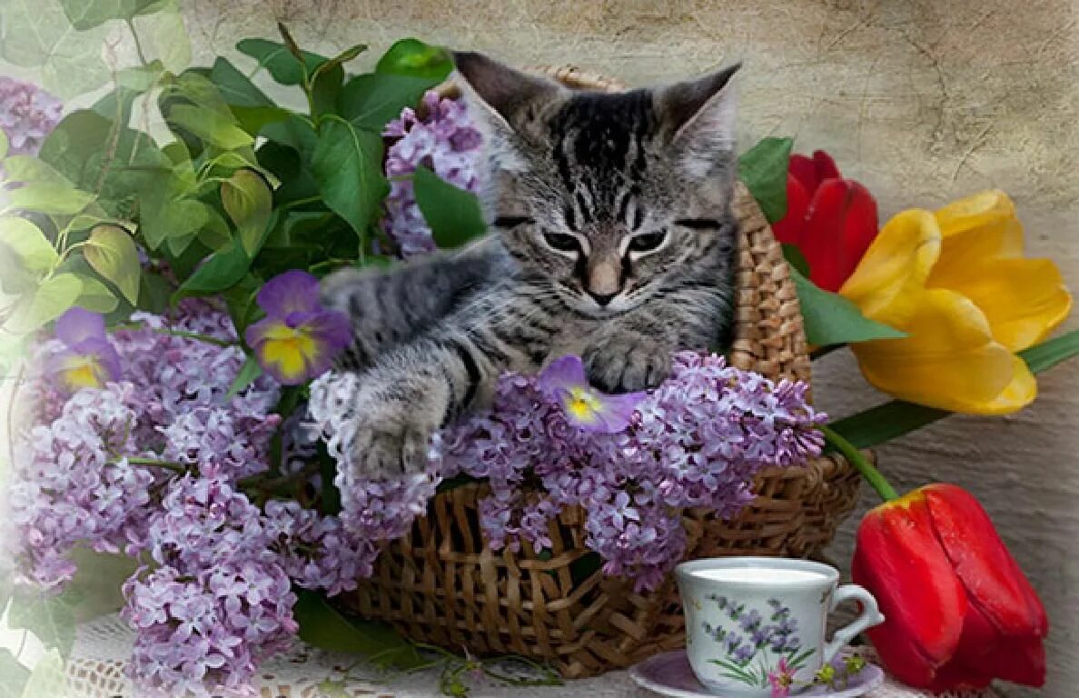 Открытки с добрым весенним утром с котиками. Котенок в сирени. Коты и сирень. Котёнок с цветком. Весенние котята.