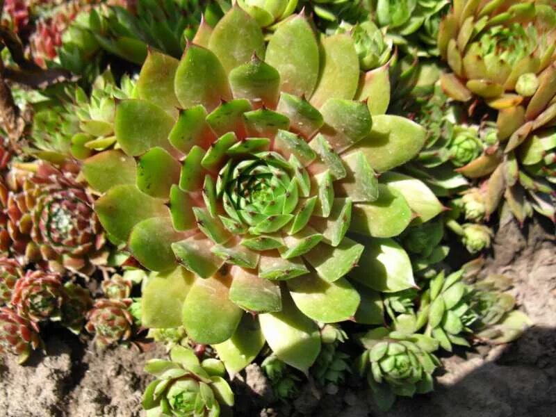 Молодило выращивание. Молодило Taurus. Альпийская живучка Sempervivum. Молодило Sempervivum 'Othello'. Молодило Даллас Рой Бардо.