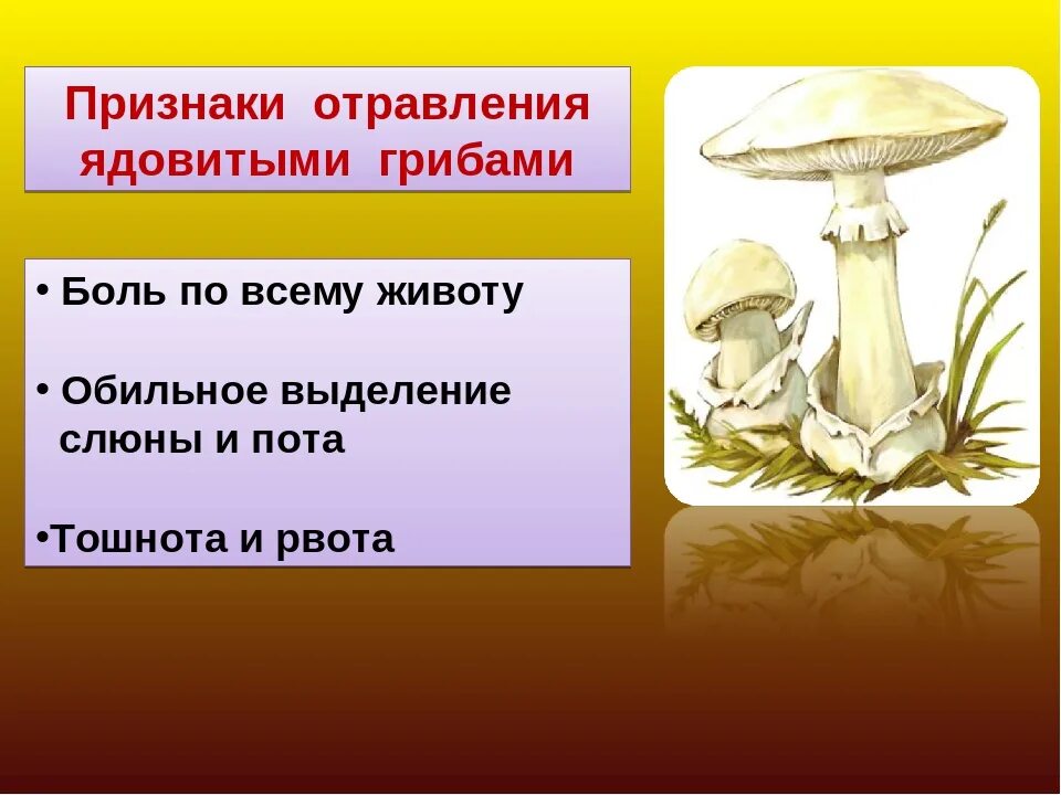 Опасные грибы 2 класс. Проект ядовитые грибы. Презентация 3 класс ядовитые грибы. Опасные грибы для человека 2 класс. Тема опасные грибы