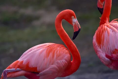 Карибский фламинго - 91 фото